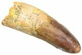 Fossil Spinosaurus Tooth - Feeding Worn Tip #361265-1